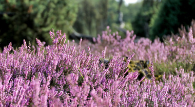 close up paarse bloemen