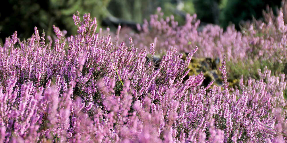 close up paarse bloemen